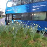 A First bus at Penryn Campus and daffodils in the foreground