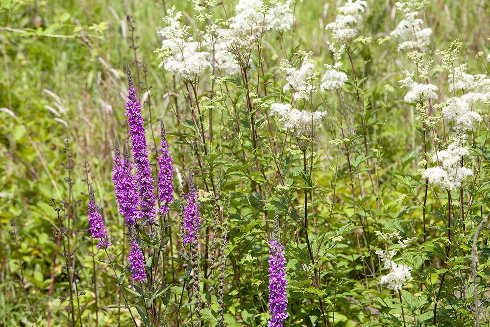 Wildflowers and bee at Penryn Campus