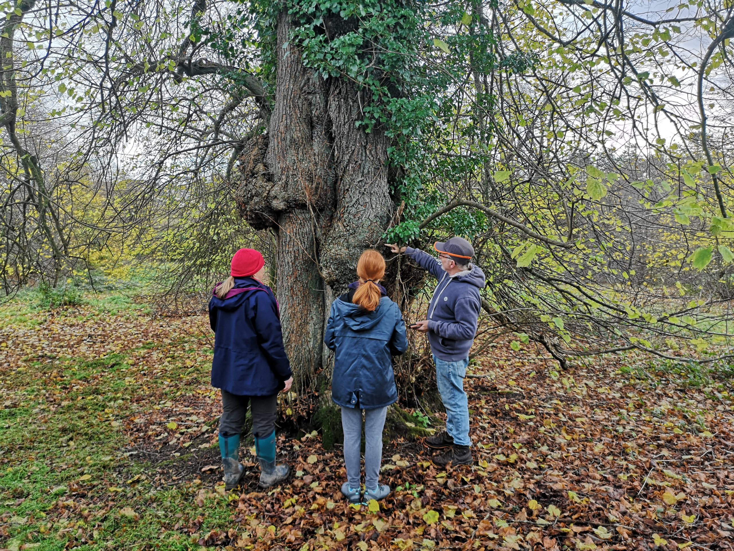 Three members of Cornwall Ancient Tree Forum measuring a Penryn Campus lime tree