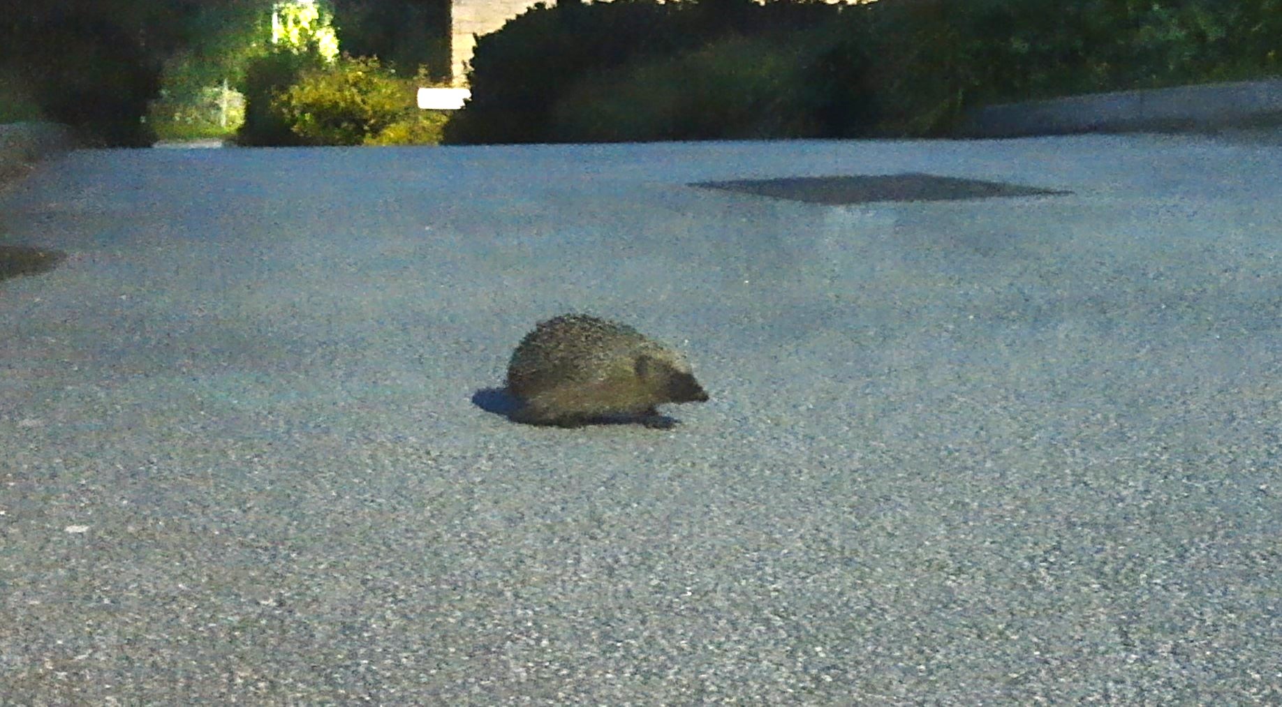 Hedgehogs Return to Campus 