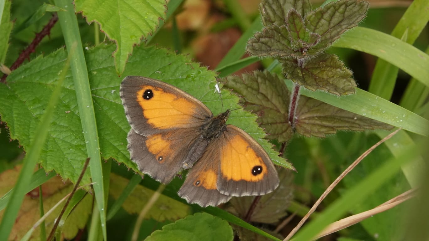 Gatekeeper butterfly pictured on Penryn campus grounds