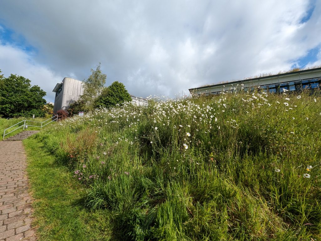 Wildflower planting on Penryn campus.