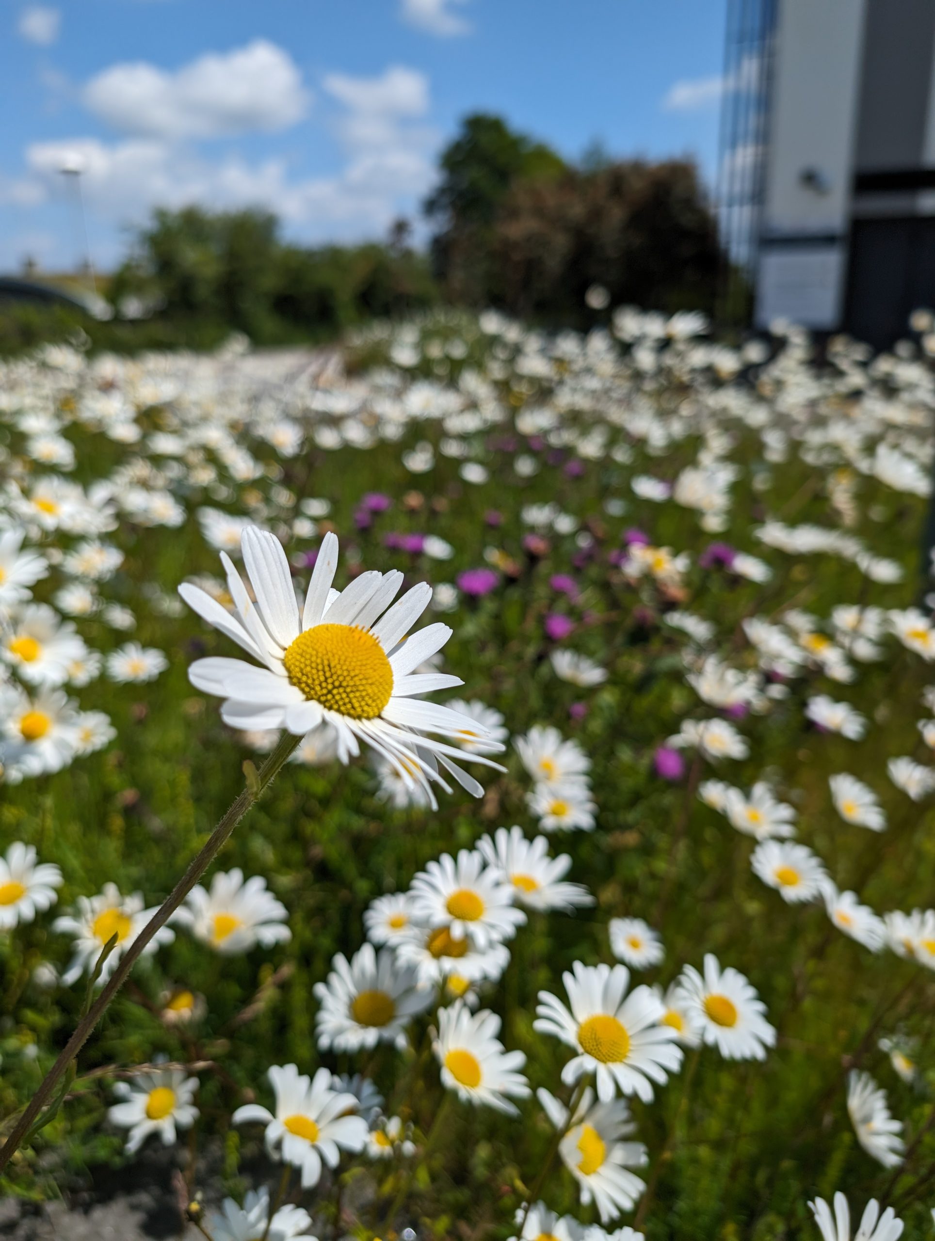 Image of wild flowers blooming on Penryn Campus