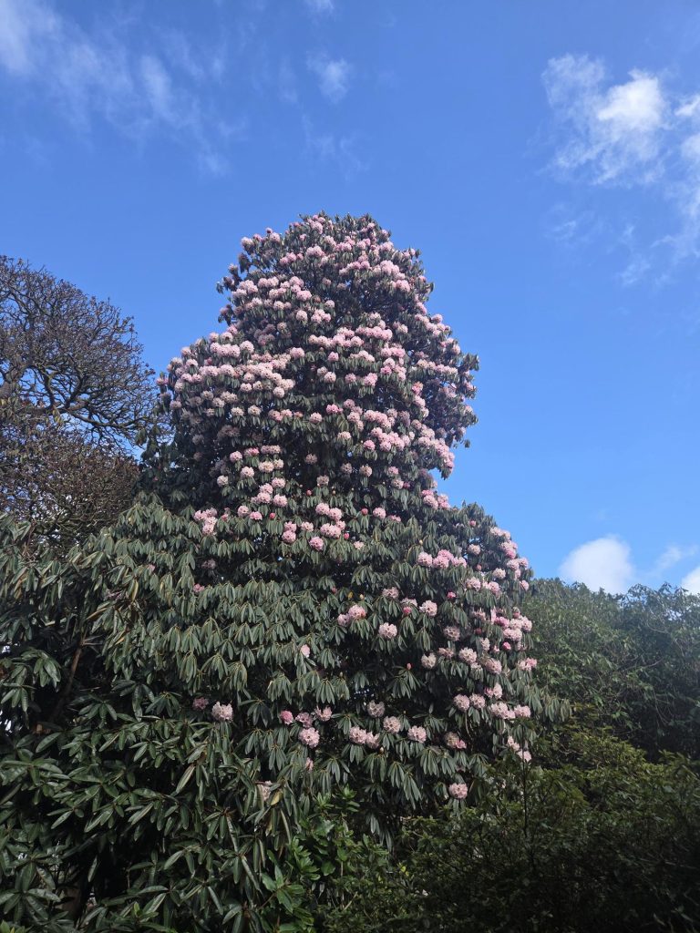 A picture of a great big historic and internationally significant rhododendron at Tremough Gardens, Penryn campus