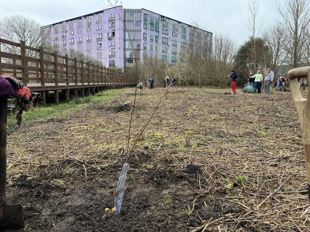 Freshly planted young tree in a area cleared of brambles beside the boardwalk on Penryn campus and the purple Studytel building in the background.