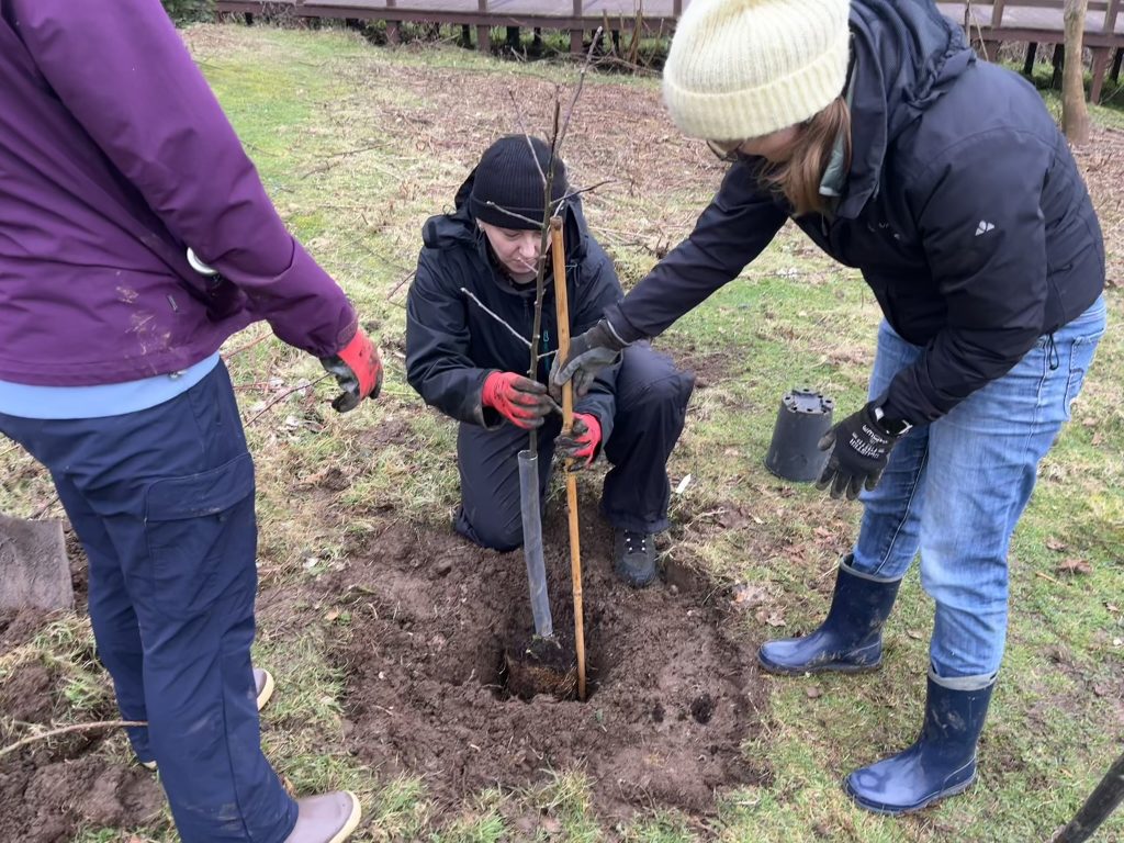 Volunteers planting a young tree in a muddy hole wearing gloves, boots and wrapped up warm.