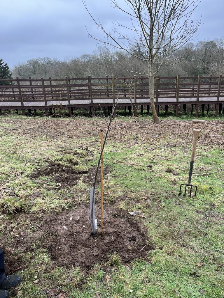 A planted tree in the orchard with a gardening fork int he ground next to it.