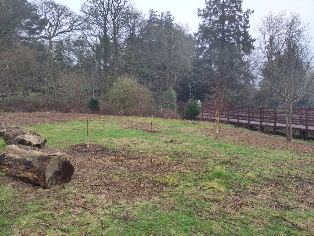 Image of some of young trees planted beside the boardwalk at Penryn campus