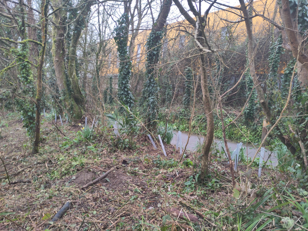 Image of some of young hedging whips planted in the hedgerows at Penryn campus near the sports centre