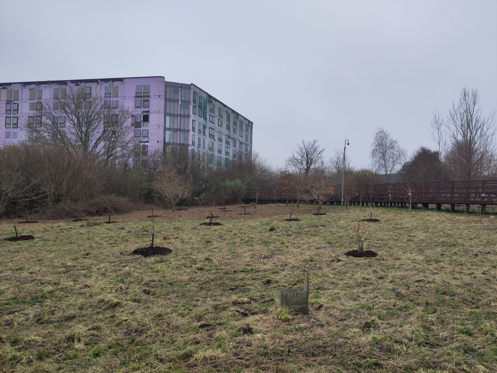image of the fruit trees planted at the new orchard with the purple Studytel building in the background.