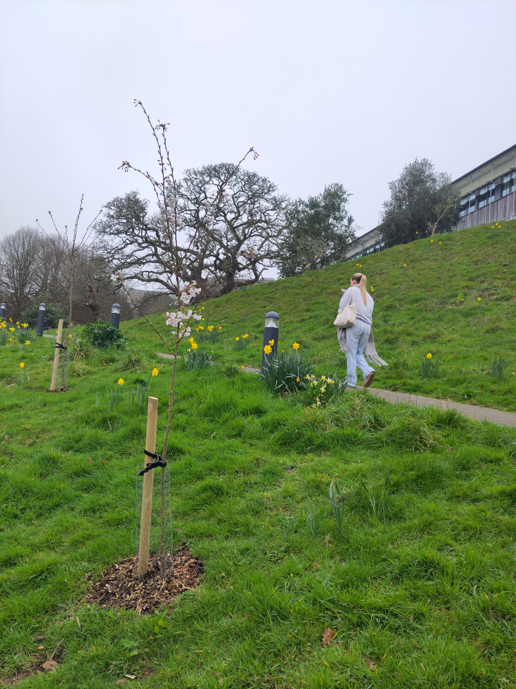 Image of some of young trees planted at Penryn campus with daffodils and a student walking in the background