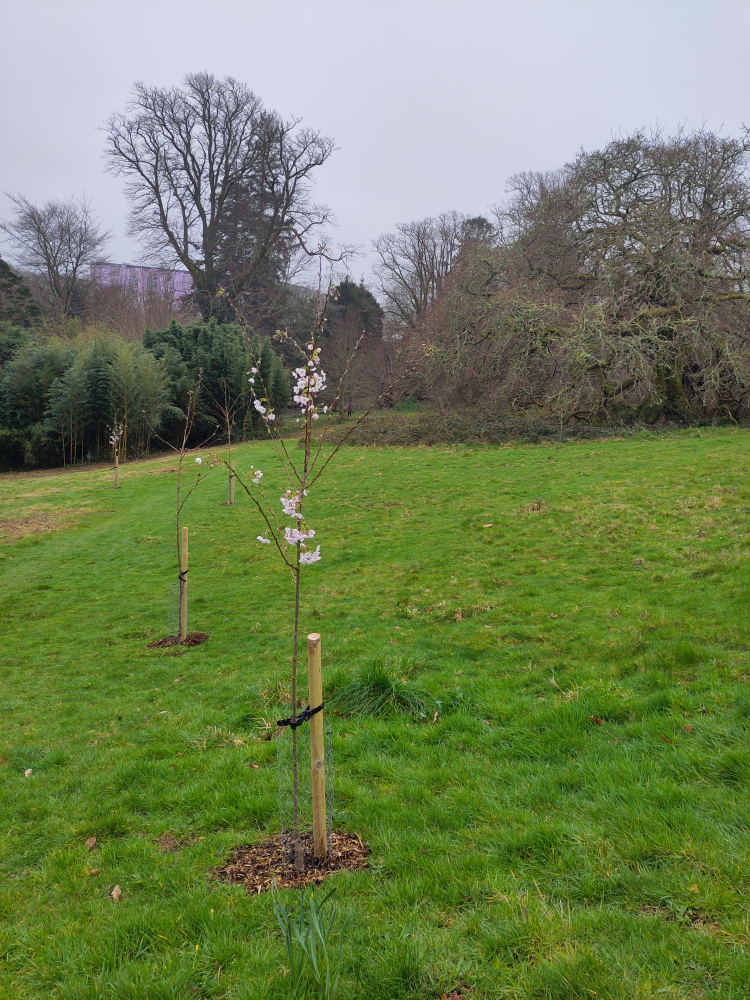 Image of a row of young tree saplings planted at Penryn campus