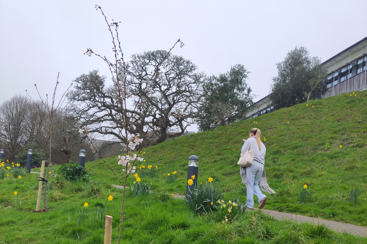 Sapling trees planted in the grass next to the footpath on Penryn campus. Daffodils popping up from the grass and a student walking on the path in the background.