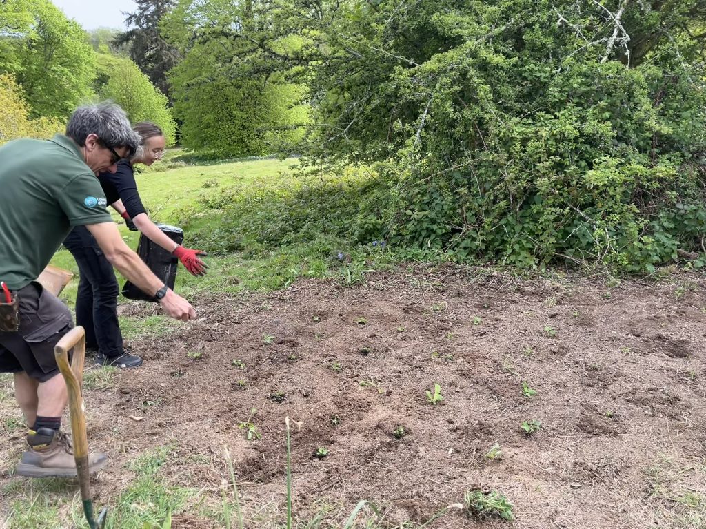 Image of groundsman and a volunteer wildflower planting at Penryn campus