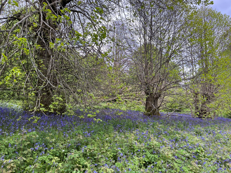 No Mow May at Penryn Campus